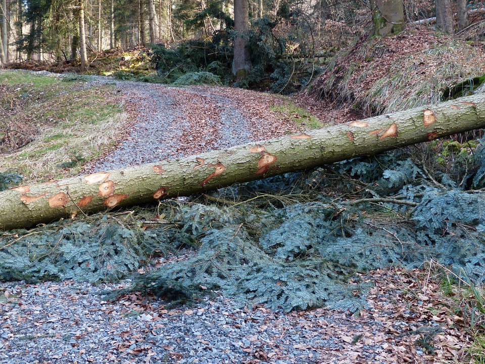 Fallen Tree