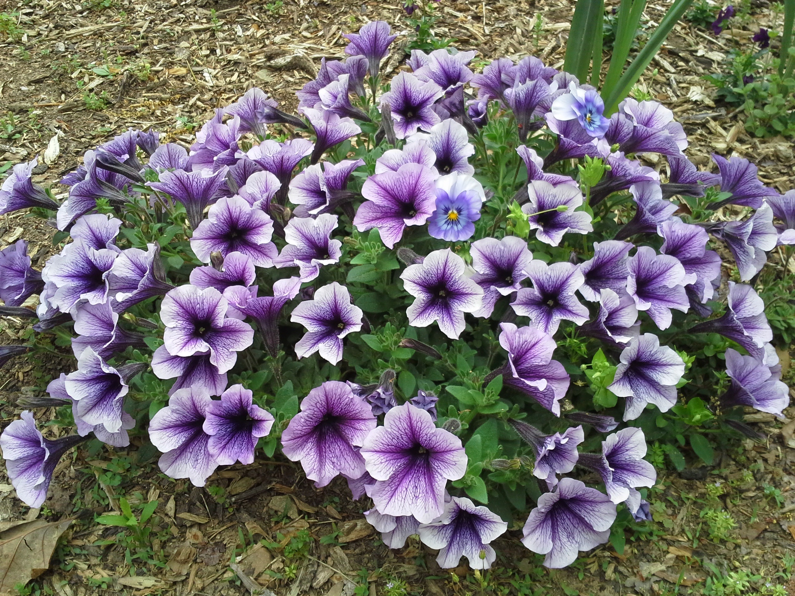 Purple Petunias