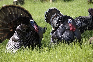 Talkin’ Turkey